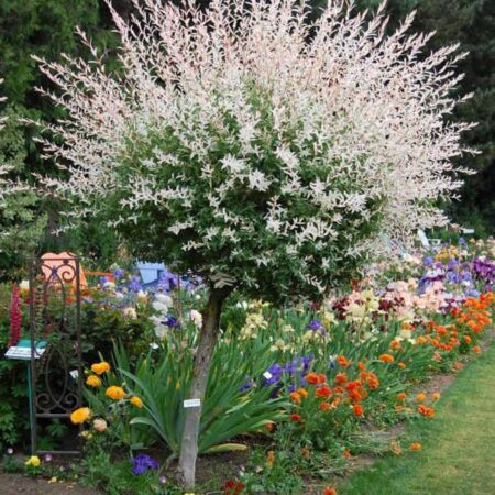 Японска пъстролистна върба (Salix integra „Hakuro Nishiki“)