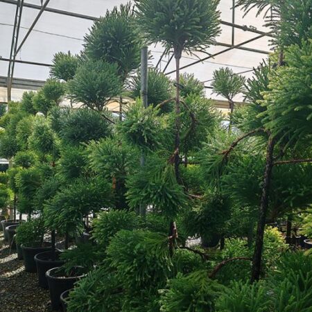 Криптомерия Бонсай (Cryptomeria Japonica) Bonsai