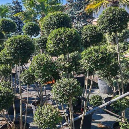 Вечнозелен лигуструм бонсай (Ligustrum Jonamdrum (Delav.)