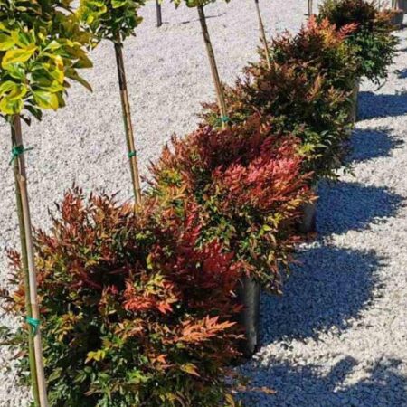 Нандина (Nandina domestica ‘Obsessed’)