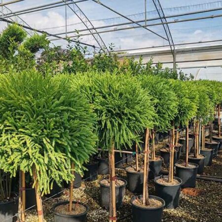 Щамбова Криптомерия (Cryptomeria Japonica)