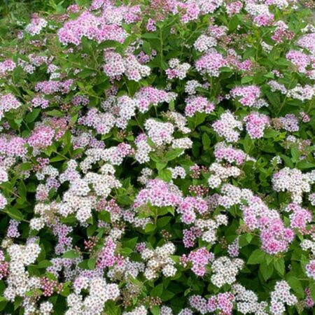 Спирея Японика: Зелена (Spirea Japonica Little Princess)