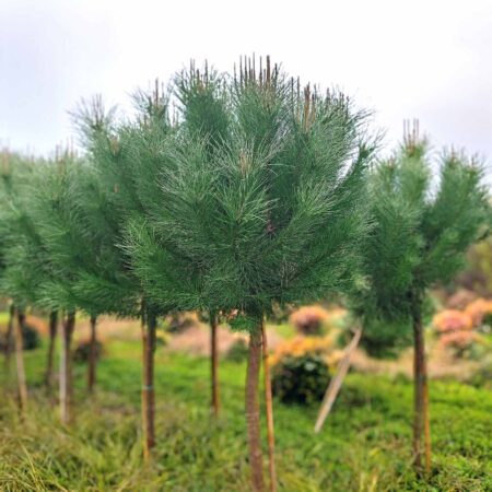 Пиния (Pinus pinea)