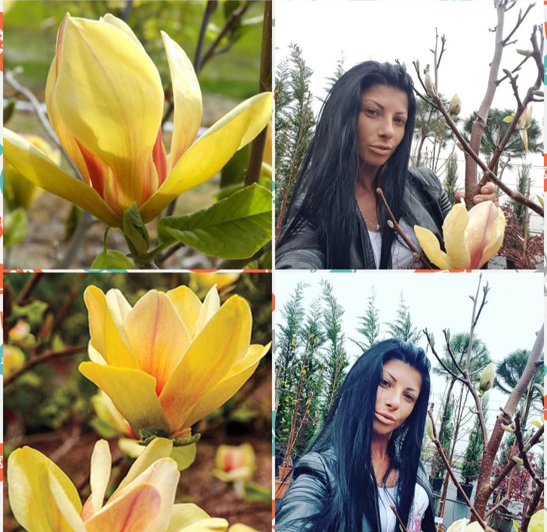 Щамбова роза (Tree rose)