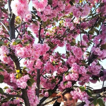 Японска вишна „Канзан“ (Prunus serrulata ‘Kanzan’)