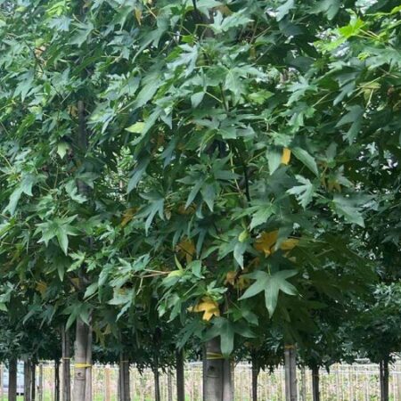 Ликвидамбър: Амброво дърво (Liquidambar)