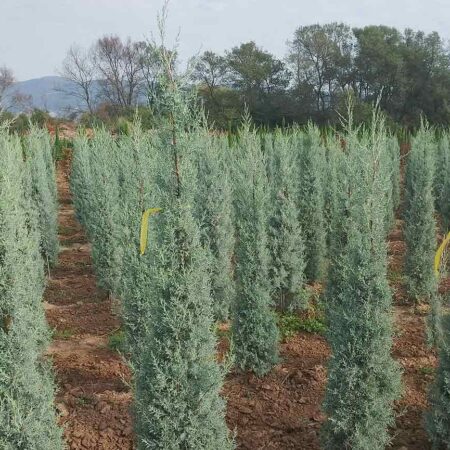 Аризонски Кипарис (Hesperocyparis arizonica)