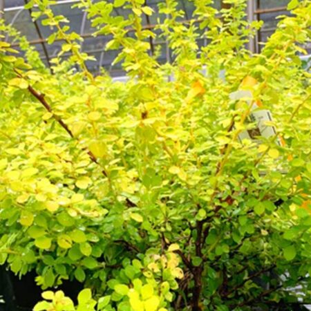 Японски Берберис/Японски Кисел Трън (Berberis Thunbergii „Bonanza Gold“)