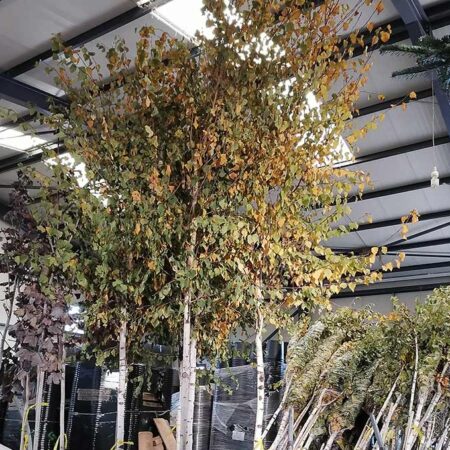 Бяла бреза (Betula pendula)