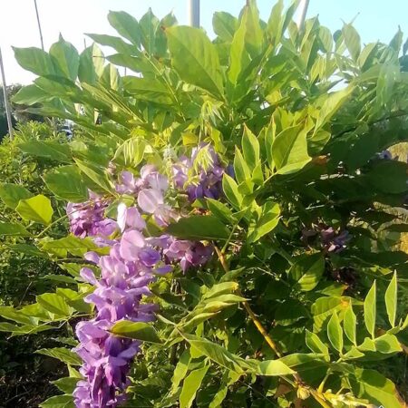 Глициния (Wisteria sinensis): Лилаво-синя декоративна лиана