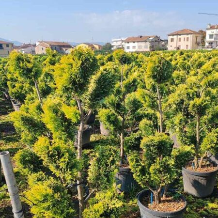 Кипарис Пом Пон Голд Райдер (Cupressocyparis leyl. Gold Rider)