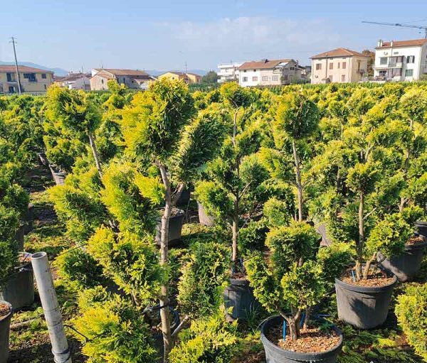 Кипарис Пом Пон Голд Райдер (Cupressocyparis leyl. Gold Rider)