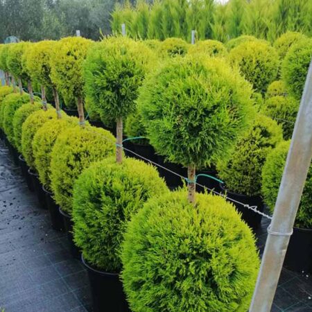 Кипариси оформени като топиари в „Два Етажа Две Топки“