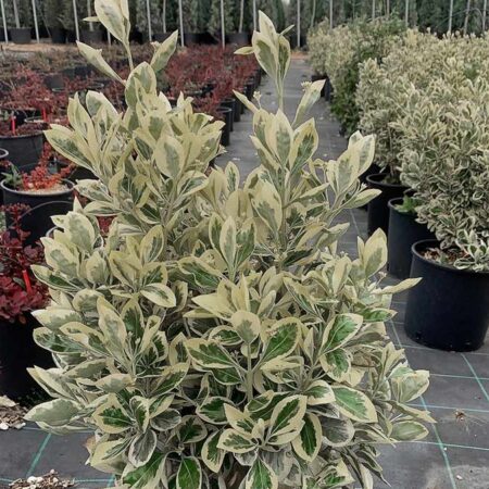 Евонимус (Бяло-зелен): Euonymus fortunei ‘Emerald Gaiety’