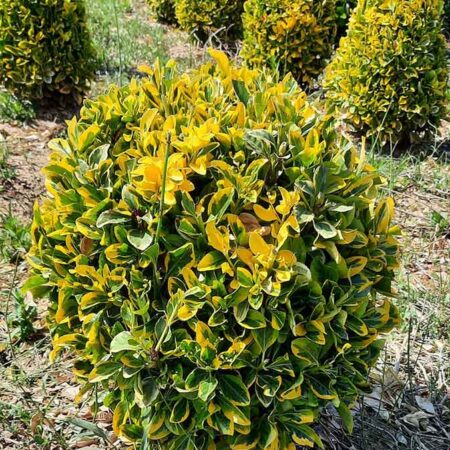 Евонимус (Зелено-жълт): Euonymus fortunei ‘Emerald n’ Gold’
