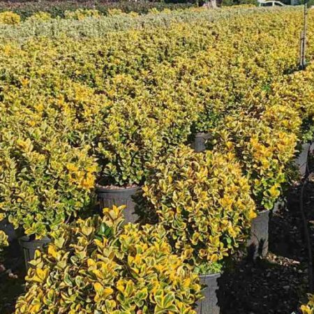 Евонимус Японикус ‘Elegantissima Aurea’ – Форма „Кълбо“ (Златен Японски Чашкодрян)