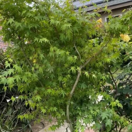 Зелен японски клен: Ацер (Acer ‘Palmatum’)