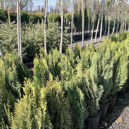 Източна Туя (Thuja Orientalis, Oriental Arbovitae)