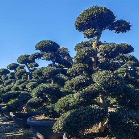 Бонсай Илекс Крената (Ilex Crenata Kinme Japanese Style)