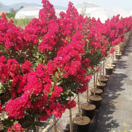 Индийски Люляк/Лагерстремия (Lagerstroemia indica) 5 Цвята