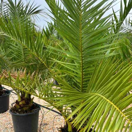 Канарска Финикова Палма (Phoenix Canariensis)