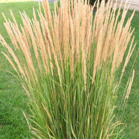 Декоративна тръстикова трева „Karl Foester“