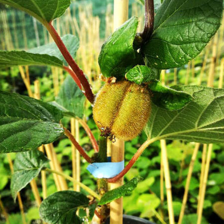 Киви „Хейуърд“ (Actinidia deliciosa Hayward)