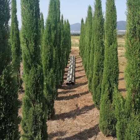 Кипарис Тотем (Cupressus sempervirens – Totem)
