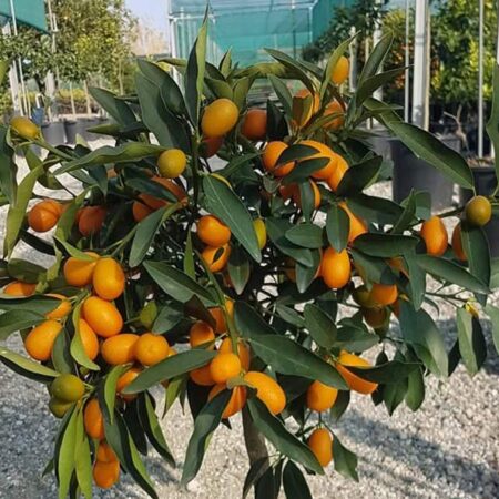 Кумкуат в саксия (Citrus japonica)