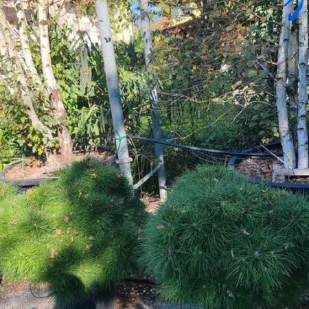 Кълбовиден пинус Брепо (Pinus nigra ‘Brepo’)