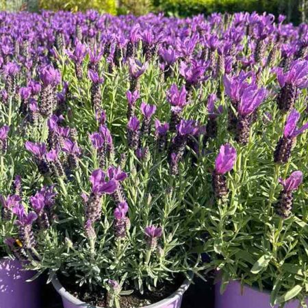 Френска Лавандула (Lavandula stoechas)