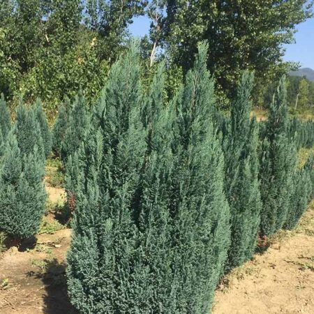 Лавзонов Лъжекипарис Елводи (Chamaecyparis lawsoniana ‘Ellwoodii’)