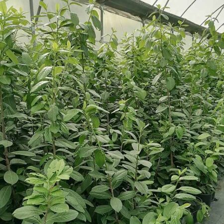 Лавровишна Новита (Prunus laurocerasus ‘Novita’)