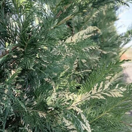 Лейландски Кипарис Вариегата (Двуцветен): Cupressocyparis leylandii ‘Variegata’