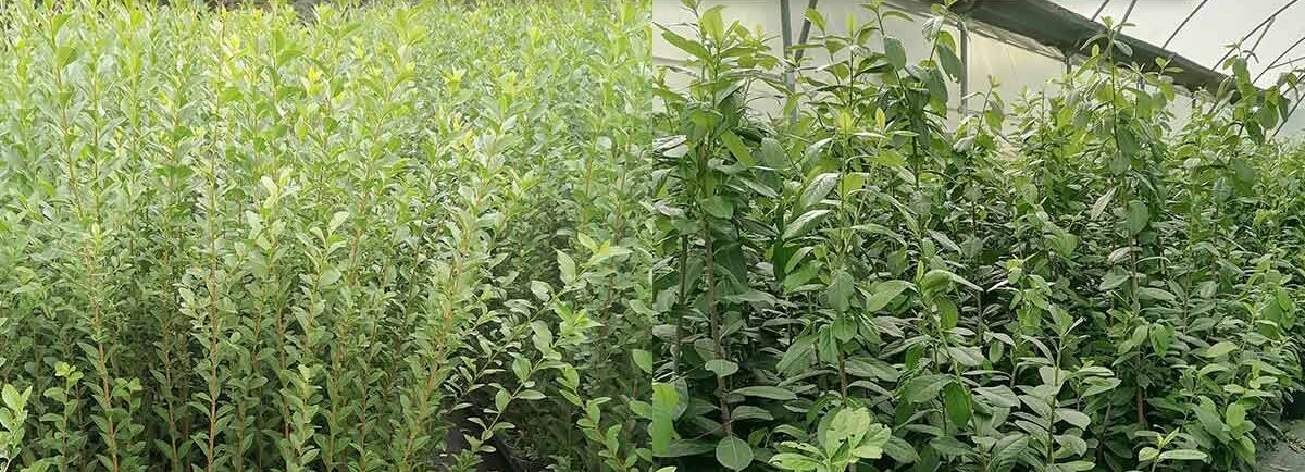 Лигуструм Овалифолиум срещу Лавровишна Новита – кое е по-доброто решение за жив плет през 2025 г.?