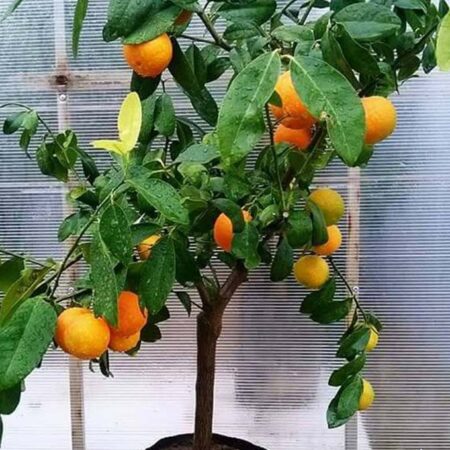 Мандарина в саксия (Citrus reticulata)