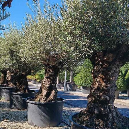 Маслина Европеа бонсай (Olea Europaea Bonsai) 3 Вида