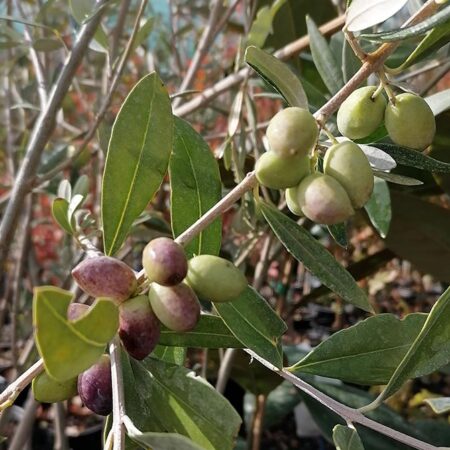 Европейска маслина (Olea europaea)