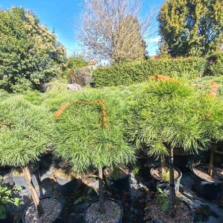 Пинус джуджевиден бор на щамба (Pinus nigra ‘Brepo’ Bambino)