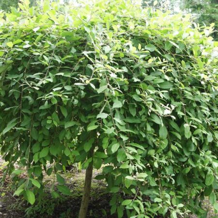 Плачеща върба: Саликс (Salix caprea ‘Kilmarnock’)