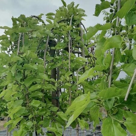 Плачеща черница (Morus alba ‘Pendula’)