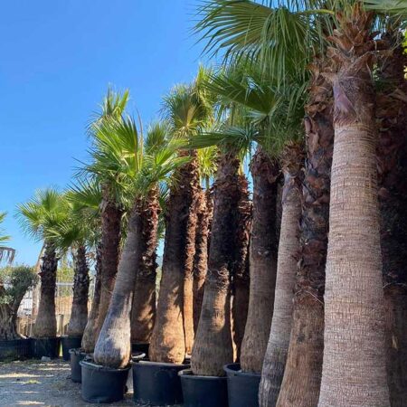 Палма Вашингтон (Washingtonia robusta)