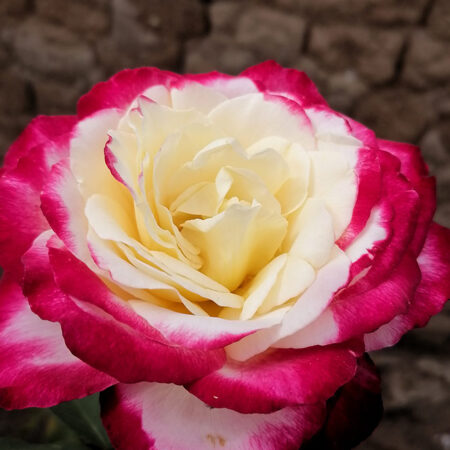 Храстовидни Рози (Rosa)