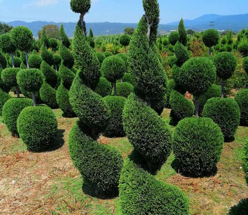 Топиарни Кипариси „Спирала“