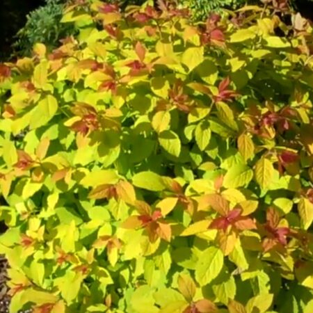 Спирея Голдън Принцес (Златна) (Spirea Japonica Golden Princess)