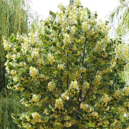 Сребролистна липа (Tilia tomentosa)