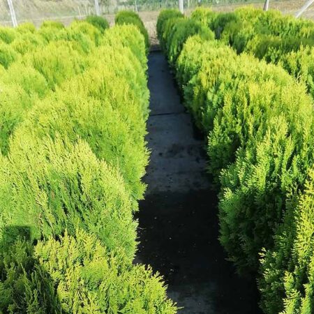 Туя Ауреа Нана (Thuja Occidentalis Aurea Nana)