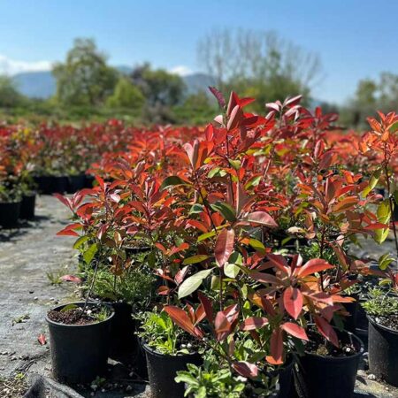 Фотиния Ред Робин (Photinia × fraseri ‘Red Robin’)