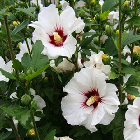 Хибискус (Hibiscus)