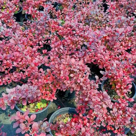 Червен Берберис (Berberis Thunbergii „Bagatelle“)